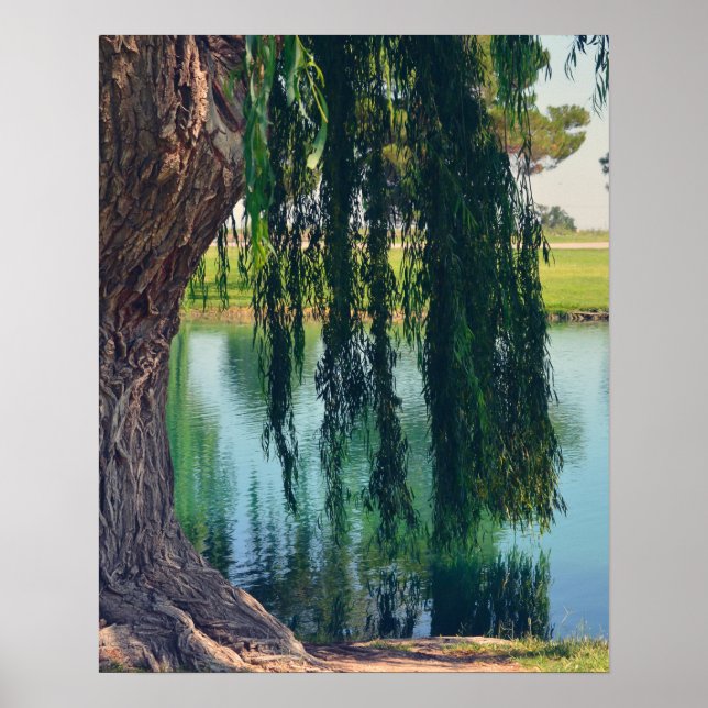 Weeping Willow Tree 20" x 16" Poster Paper (Matte) (Vorne)