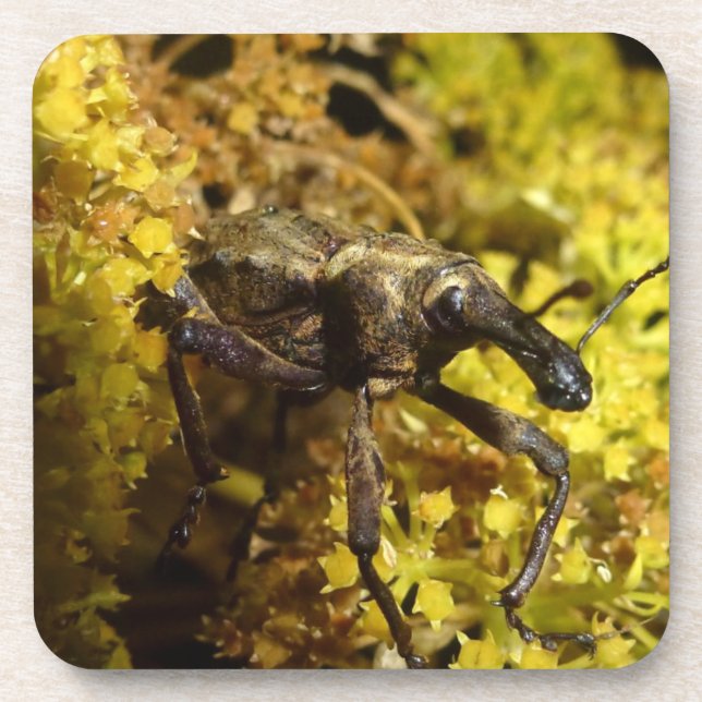 Weevil Untersetzer (Vorderseite)