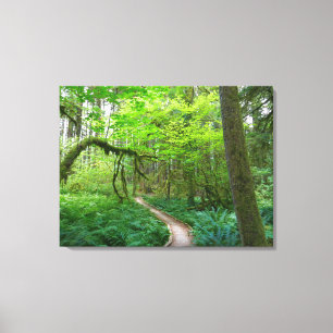 Weg Ancient Groves im Olympic National Park Leinwanddruck