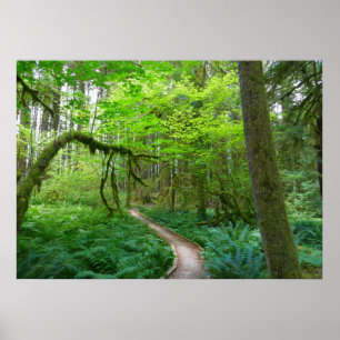 Weg Ancient Groves im Olympic-Nationalpark Poster