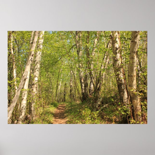 Weg durch Birken Poster (Vorne)