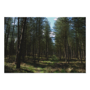 Weg durch Cannock Verfolgung Fotodruck