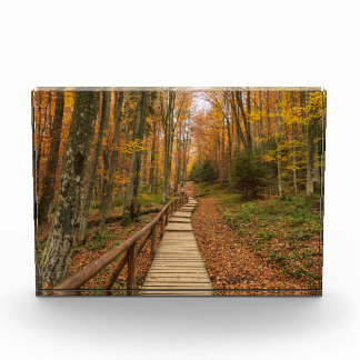 Weg durch den Herbstwald. Fotoblock