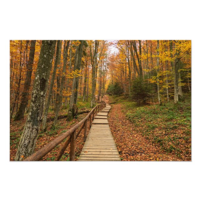 Weg durch den Herbstwald. Fotodruck (Vorne)