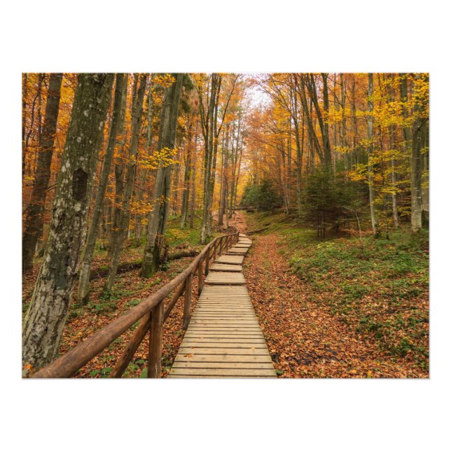 Weg durch den Herbstwald. Fotodruck (Vorne)