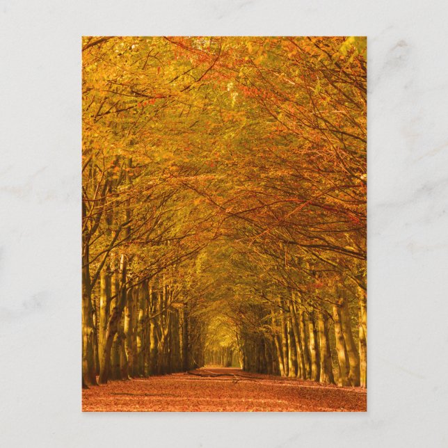 Weg durch den Wald im Fall senkrechte Postkarte (Vorderseite)