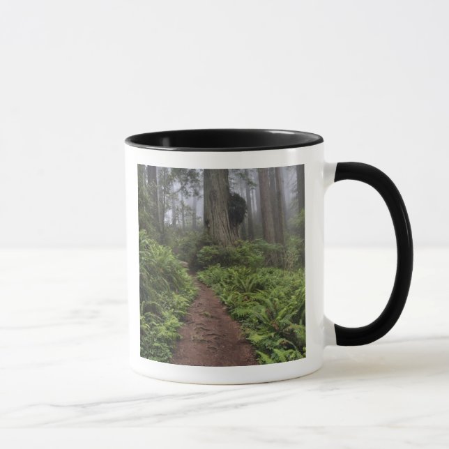 Weg durch die riesigen Rotholzbäume 2 Tasse (Rechts)
