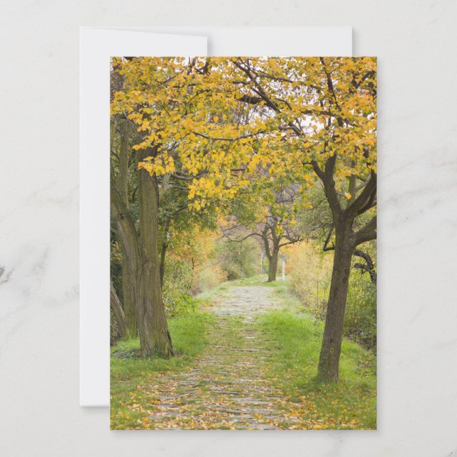 Weg im Herbst Dankeskarte (Vorderseite)
