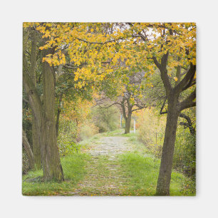 Weg im Herbst Magnet