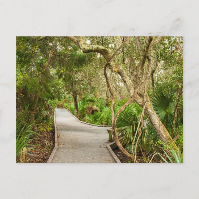 Weg, Merritt Island National Wildlife Refuge, FL Postkarte (Vorderseite)