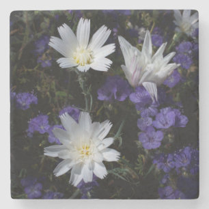 Wegwarte- und Büschelschön-Wildblumen Steinuntersetzer