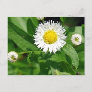 Weh der weißen Blume Postkarte