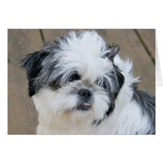 Wehmütiger Shih Tzu