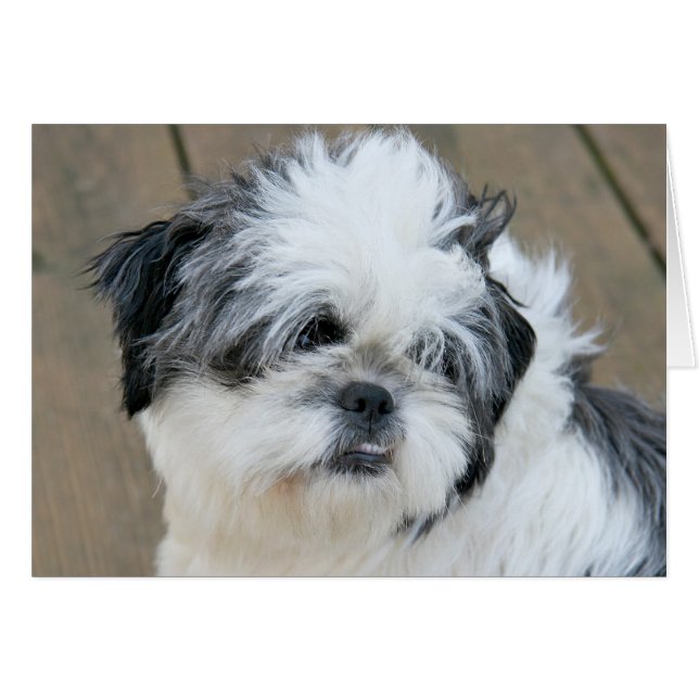 Wehmütiger Shih Tzu (Vorderseite (Horizontal))