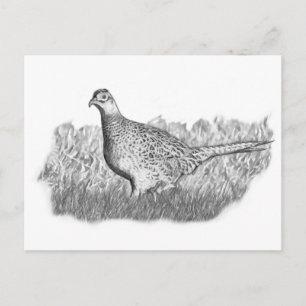 weiblich Fasant Postkarte