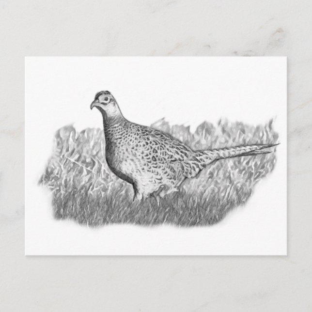weiblich Fasant Postkarte (Vorderseite)