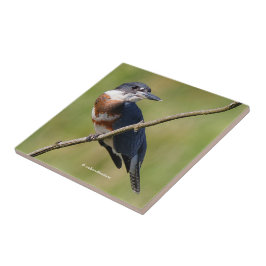 Weiblich gezogener Kingfisher Ausgesteift an der L Fliese