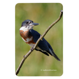 Weiblich gezogener Kingfisher Ausgesteift an der L Magnet