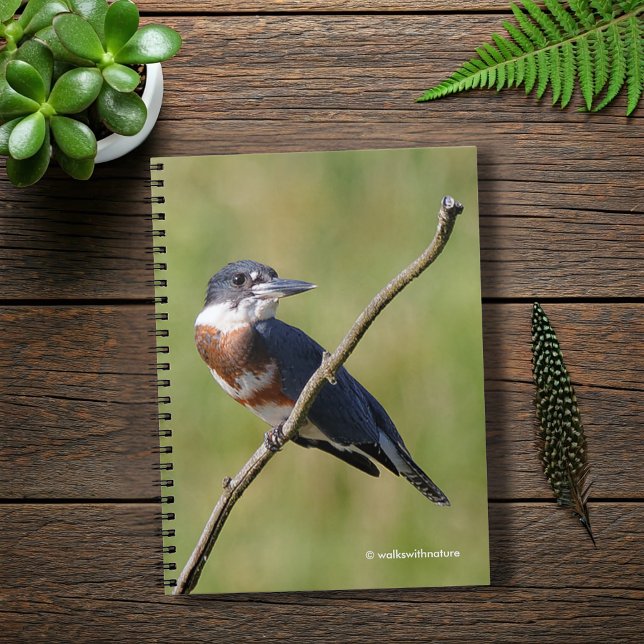 Weiblich gezogener Kingfisher Ausgesteift an der L Notizblock (Belted Kingfisher on a Limb Journal Cover Photo)