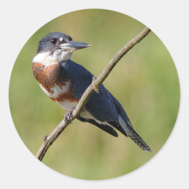 Weiblich gezogener Kingfisher Ausgesteift an der L Runder Aufkleber