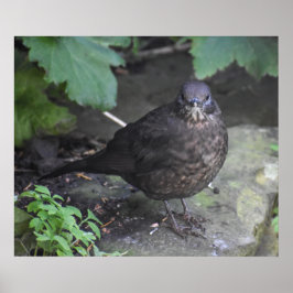 Weibliche Blackbird Poster