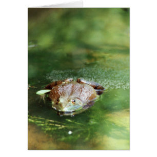 Weibliche Bullfrog Legeeier