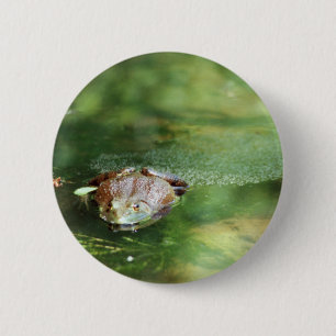 Weibliche Bullfrog Legeeier Button