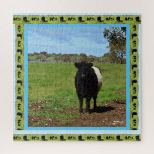 weibliche Galloway-Kuh,