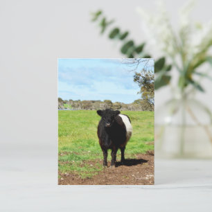 Weibliche Galloway-Kuh auf dem Land, Postkarte