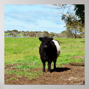 Weibliche Galloway Kuh im Land, Poster