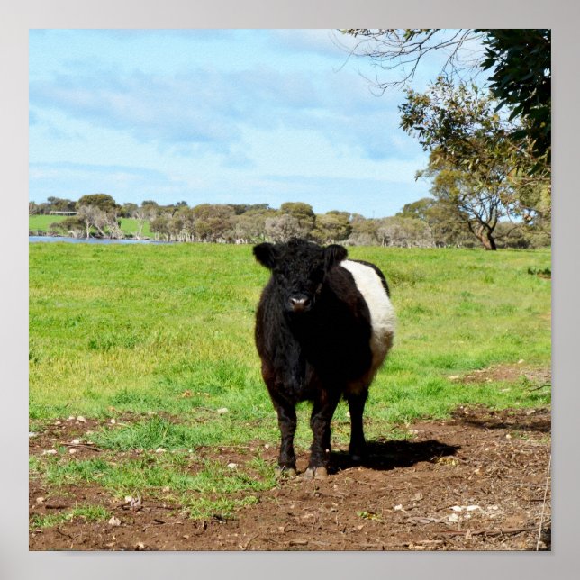 Weibliche Galloway Kuh im Land, Poster (Vorne)
