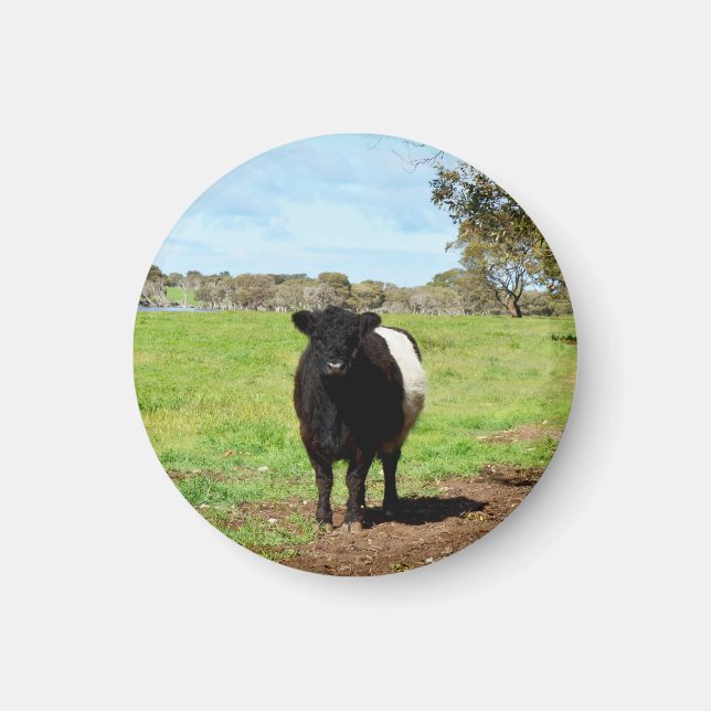 weibliche Galloway-Kuh, Magnet (Vorne)