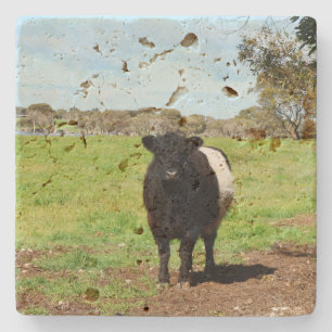 weibliche Galloway-Kuh, Steinuntersetzer