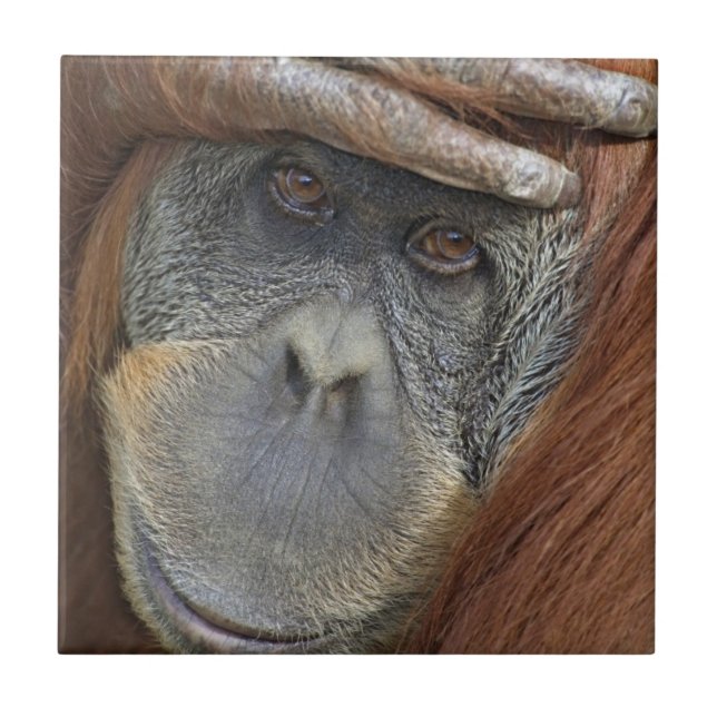Weibliche Gefangene Sumatran Orangutan Fliese (Vorderseite)