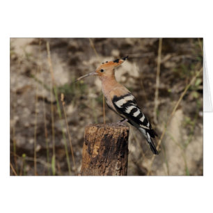 Weibliche Hoopoe auf Trunk