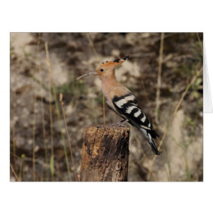 Weibliche Hoopoe auf Trunk