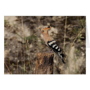 Weibliche Hoopoe auf Trunk