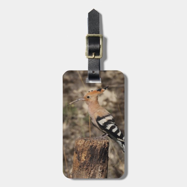 Weibliche Hoopoe auf Trunk Gepäckanhänger (Vorderseite vertikal)