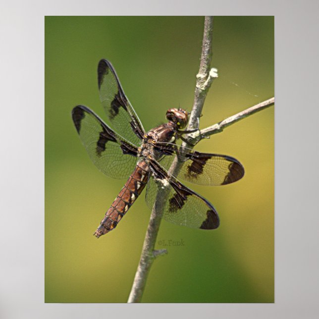 Weibliche Libelle Drachenfliege Poster (Vorne)