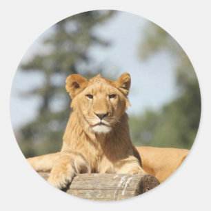 Weibliche Lion Runder Aufkleber