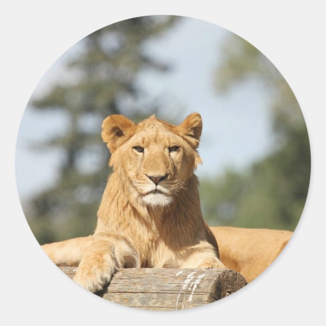 Weibliche Lion Runder Aufkleber (Vorderseite)