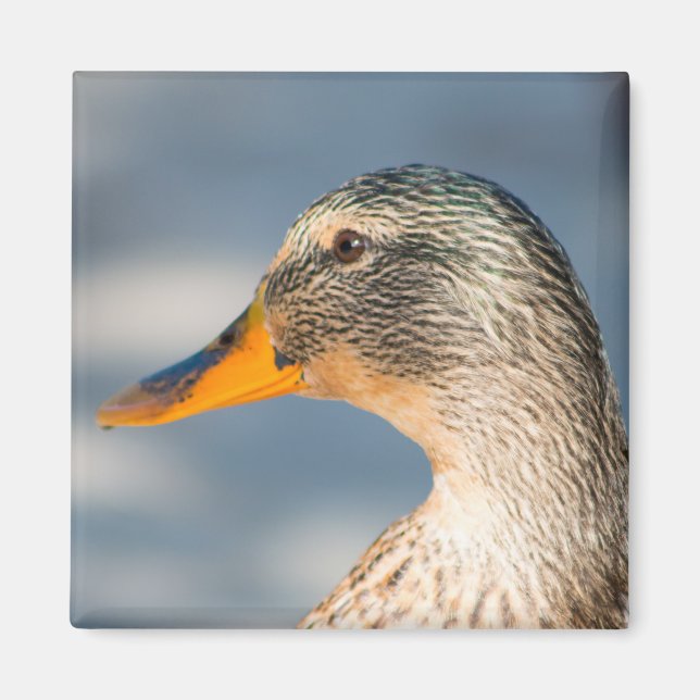 Weibliche Mallard Magnet (Vorne)