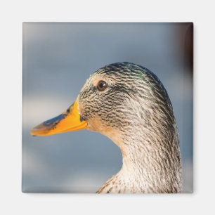 Weibliche Mallard Magnet