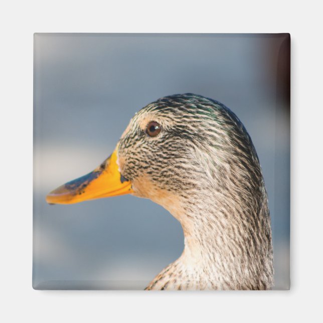 Weibliche Mallard Magnet (Vorne)
