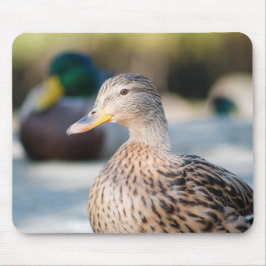 Weibliche Mallard Mousepad