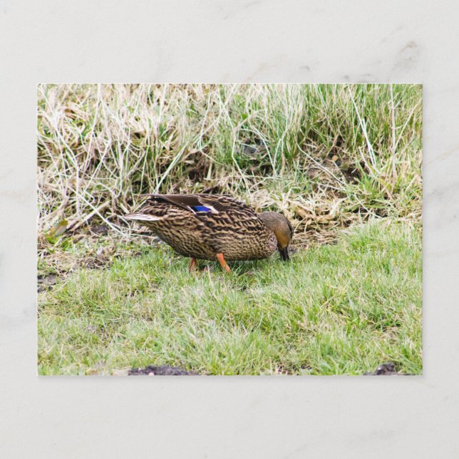 Weibliche Mallard Postkarte (Vorderseite)