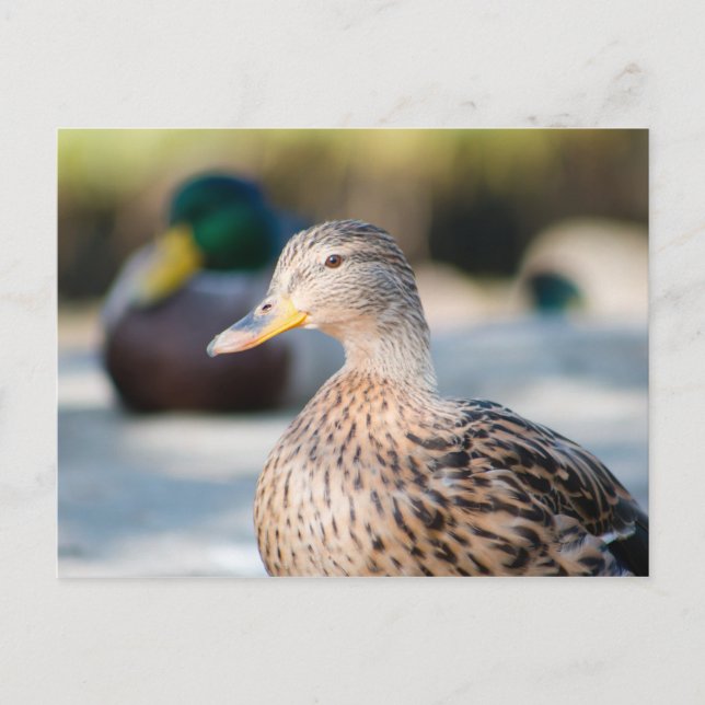 Weibliche Mallard Postkarte (Vorderseite)