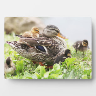 Weibliche Mallard, umgeben von Ducklings Fotoplatte