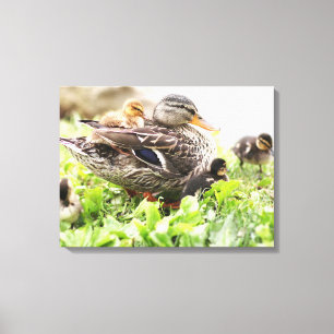 Weibliche Mallard, umgeben von Ducklings Leinwanddruck