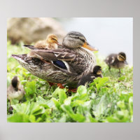Weibliche Mallard, umgeben von Ducklings